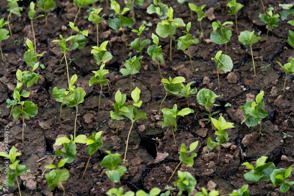 Coffee seedlings in the plantation Coffee seedlings in the plantation