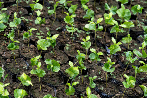 Coffee seedlings in the plantation