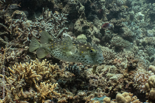Short Spined Porcupinefish - Kurzstachel Igelfisch