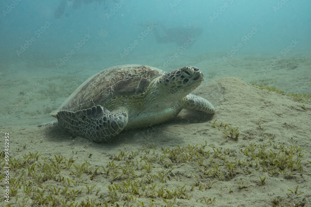 Obraz premium Green Turtle - Grüne Schildkröte