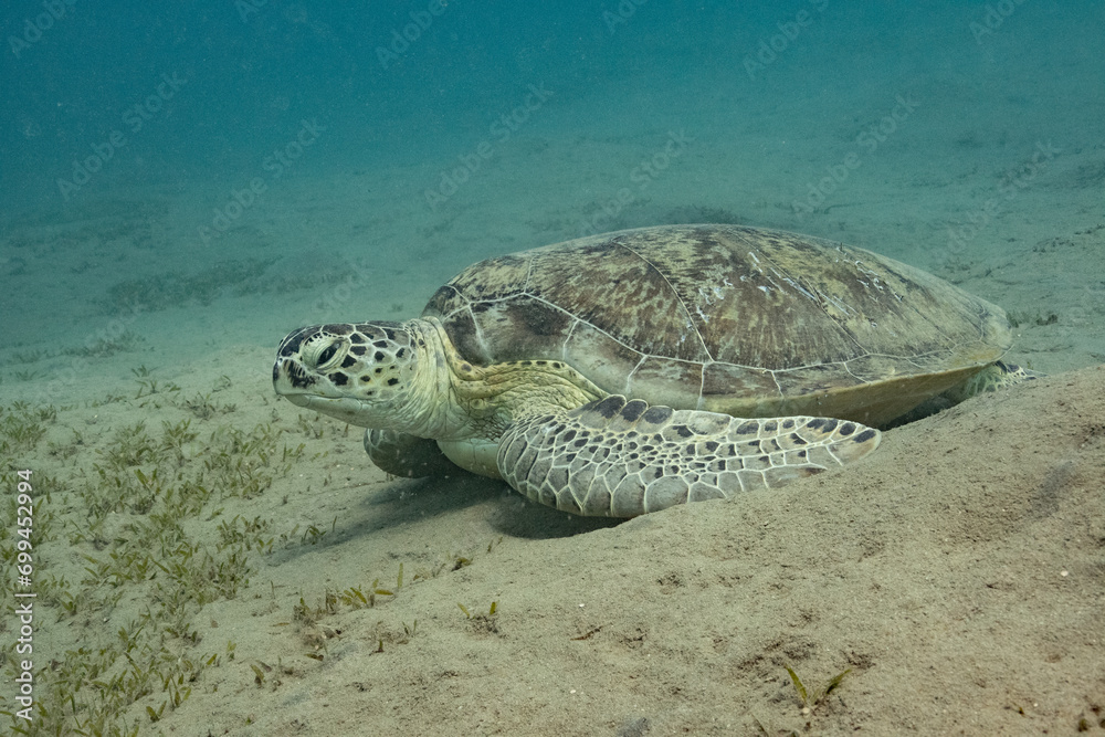 Obraz premium Green Turtle - Grüne Schildkröte