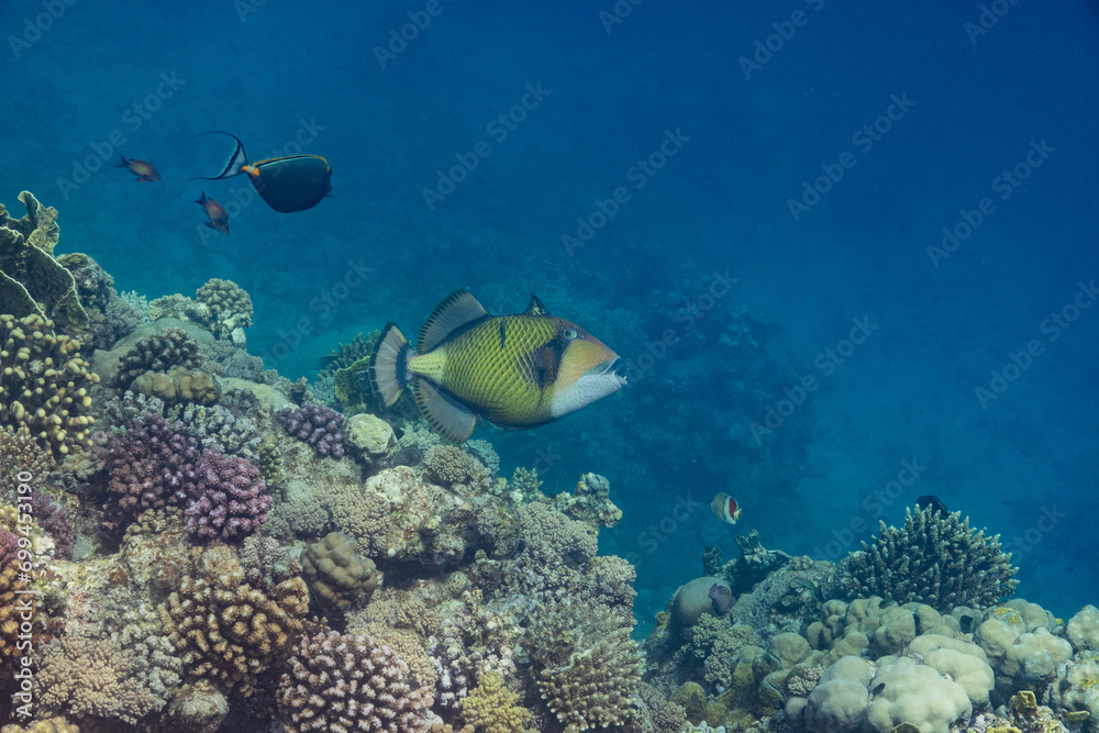 Fototapeta premium Titan Triggerfish - Riesen Drückerfisch