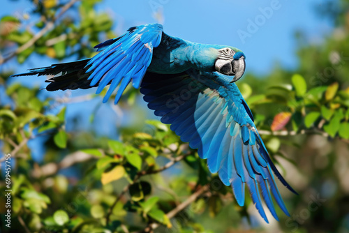The vibrant Spix s Macaw in flight against a backdrop of clear blue skies and lush tropical foliage