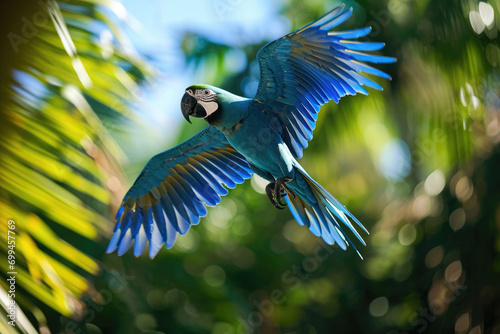 The vibrant Spix's Macaw in flight against a backdrop of clear blue skies and lush tropical foliage photo