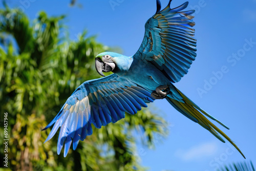 The vibrant Spix's Macaw in flight against a backdrop of clear blue skies and lush tropical foliage