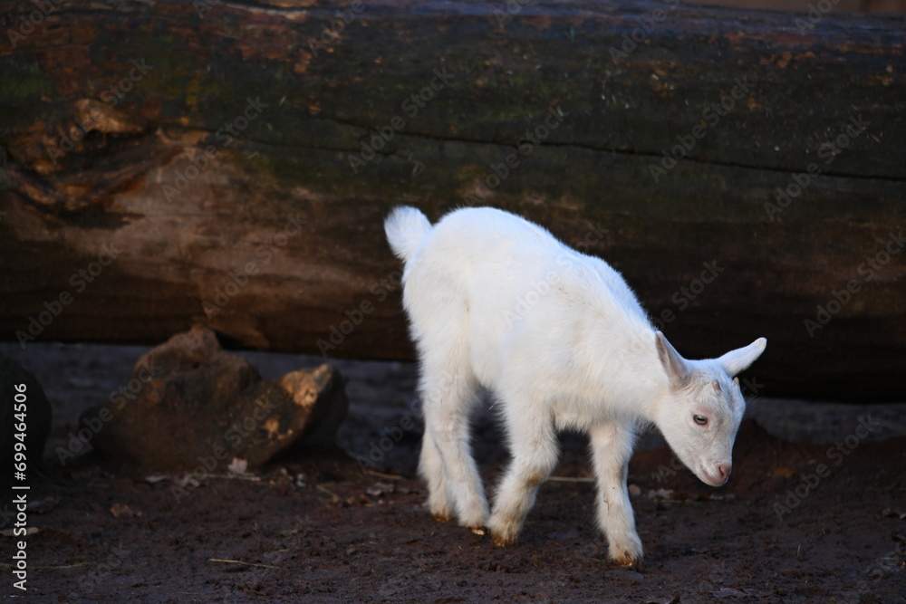 Fototapeta premium junge weiße Ziege