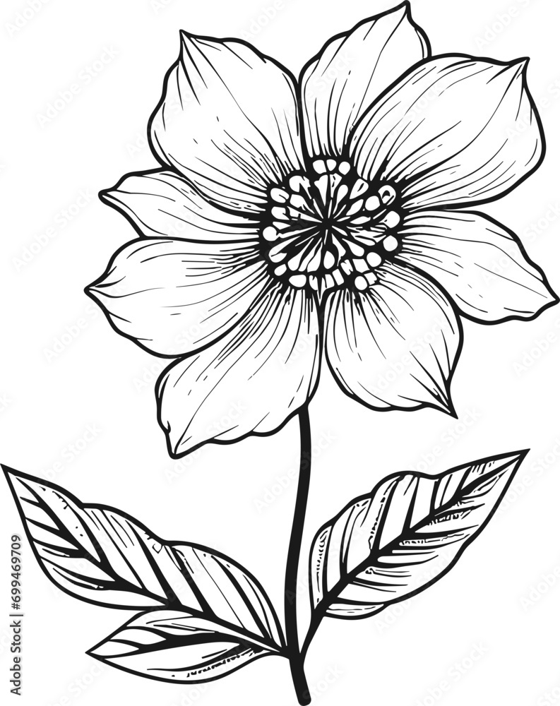 Boho botanical drawing Black and White colors Boho botanical drawing Black and White colors