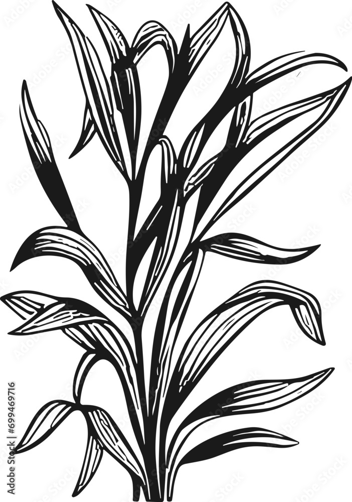 Boho botanical drawing Black and White colors Boho botanical drawing Black and White colors