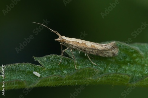 Konstfotografi Closeup on the cabbage or small diamondback moth, Plutella xylostella, sitting o