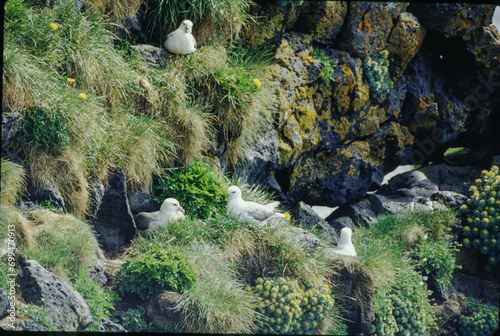 The Puffin is a short and stocky diving sea bird about 12 inches in length with black on its uppersides and white on its chest and belly and triangular parrot-like bill that is bright red and yellow. photo