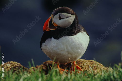 The Puffin is a short and stocky diving sea bird about 12 inches in length with black on its uppersides and white on its chest and belly and triangular parrot-like bill that is bright red and yellow. © William
