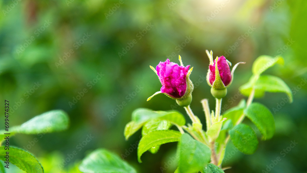 Rose buds grow in the park