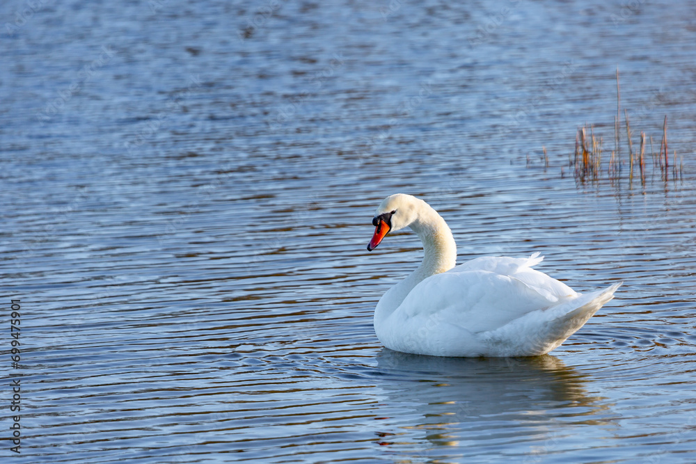 Fototapeta premium Swan Lake 