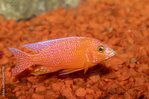 Strawberry Aulonokara. The African acara. Aulonocara. Aquarium fish. Close-up