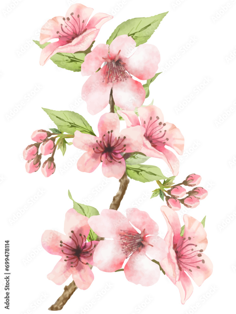 桜の花（水彩画）