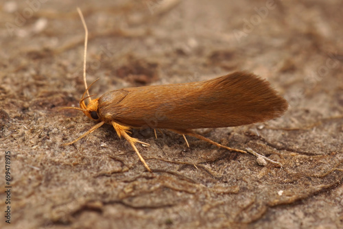 Closeup on a small brown orange Crassa unitella moth, sitting on wood photo