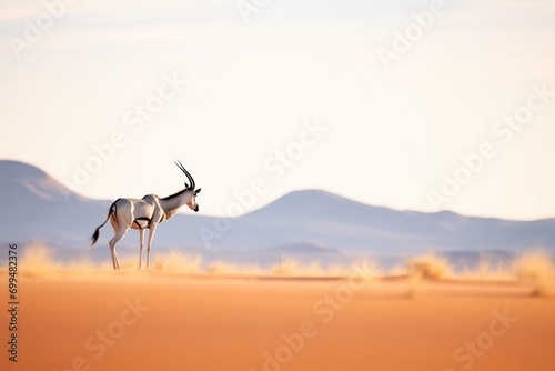 profile of a lone oryx against vast desert backdrop