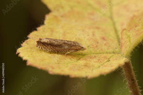 Closeup shot of the small Lettuce Tortricid moth, Eucosma conterminana on a leaf in the garden photo