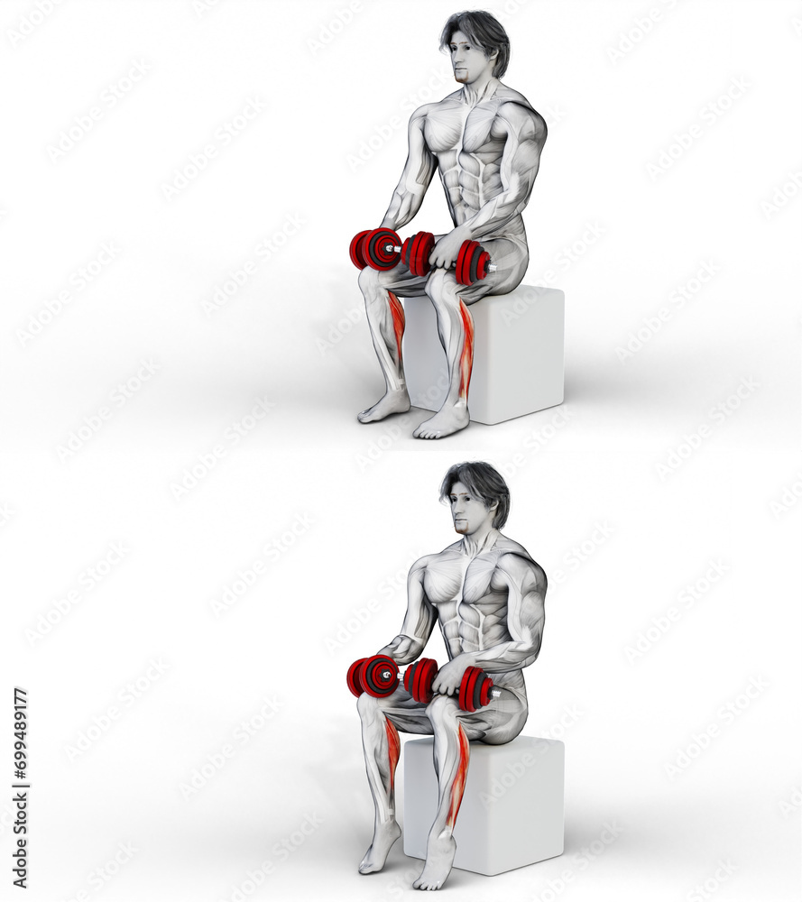 522 CalvesDumbbell Seated Calf Raise. 3D Anatomy of fitness and