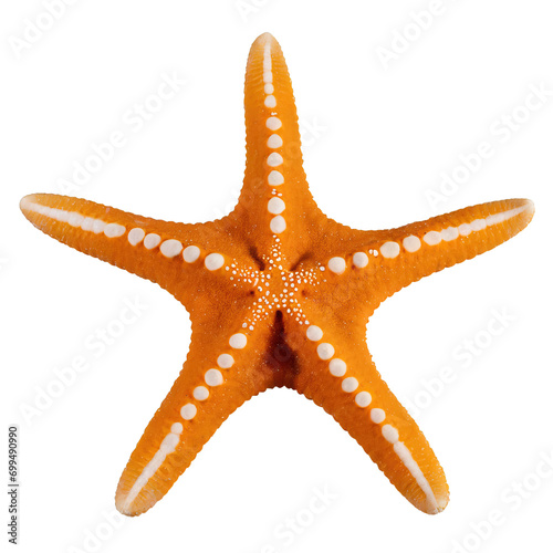starfish - isolated on white background