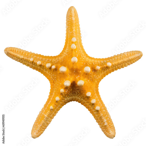 starfish - isolated on white background