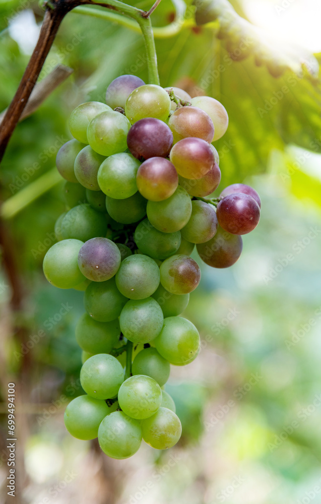 Green grapes on the vine