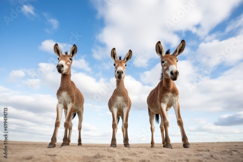 a trio of donkeys, ears forward, under an expansive sky