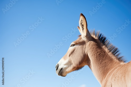 profile of attentive donkey against a clear blue sky