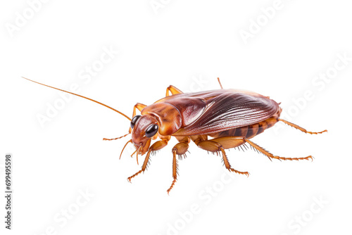 Top side closeup macro view of cockroach isolated on white background PNG
