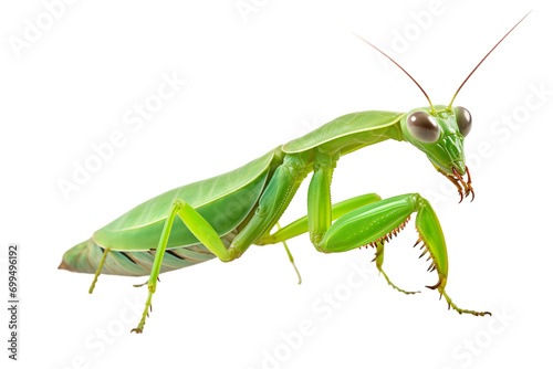 Top side closeup macro view of beautiful praying mantis isolated on white background PNG