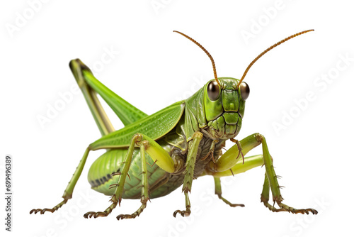 Top side closeup macro view of beautiful Grasshopper isolated on white background PNG © JetHuynh
