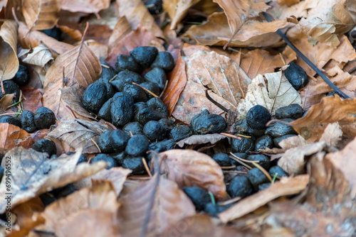 Roe Deer Droppings in a Italy Forest on a Background with dry Leaves. Fresh Manure of European Roe Cervine (Capreolus capreolus) in the Greenwood. Doe Scat in a Grove. Roe Hart Excrement in the Wood.