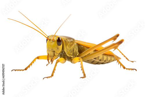 Top side closeup macro view of beautiful Cricket isolated on white background PNG
