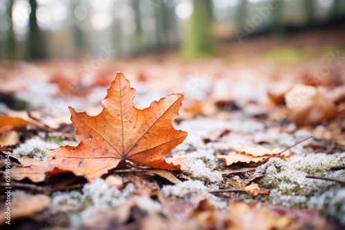 crisp brown leaves edged with frost on forest floor