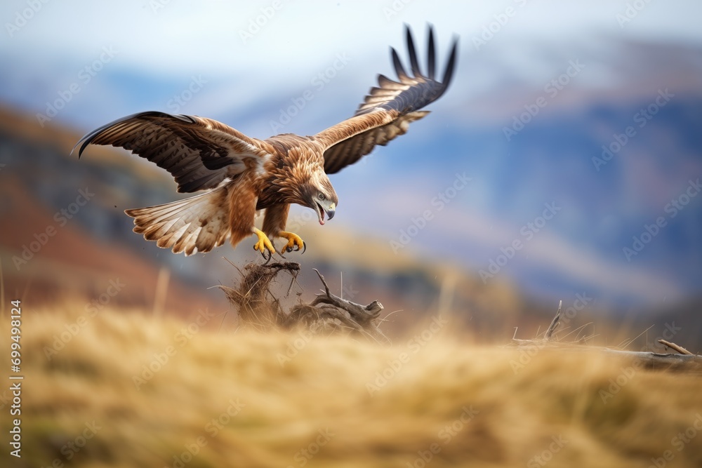 Fototapeta premium action shot of a golden eagle chasing prey in the hills