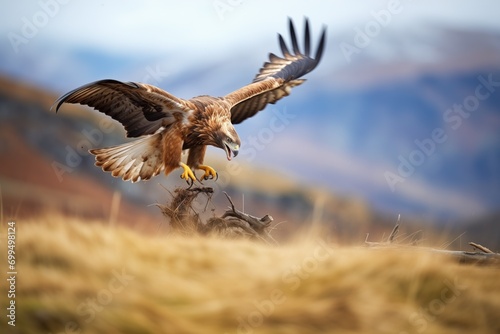 action shot of a golden eagle chasing prey in the hills