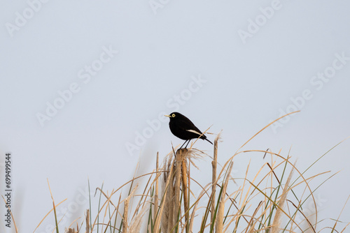 Spectacled tyrant is sitting on the grass near Atlantic ocean. Calm hymenops perspicillatus in the bushes. Black bird with white eyes.  photo