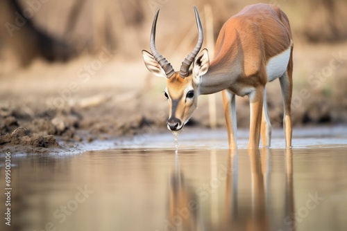 impala drinking cautiously from stream photo