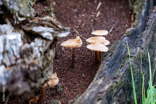 Mycena tintinnabulum is a European species of agaric fungus in the family Mycenaceae photo