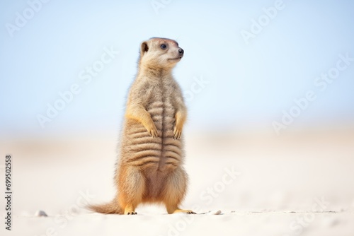 mongoose standing on hind legs, alert in desert