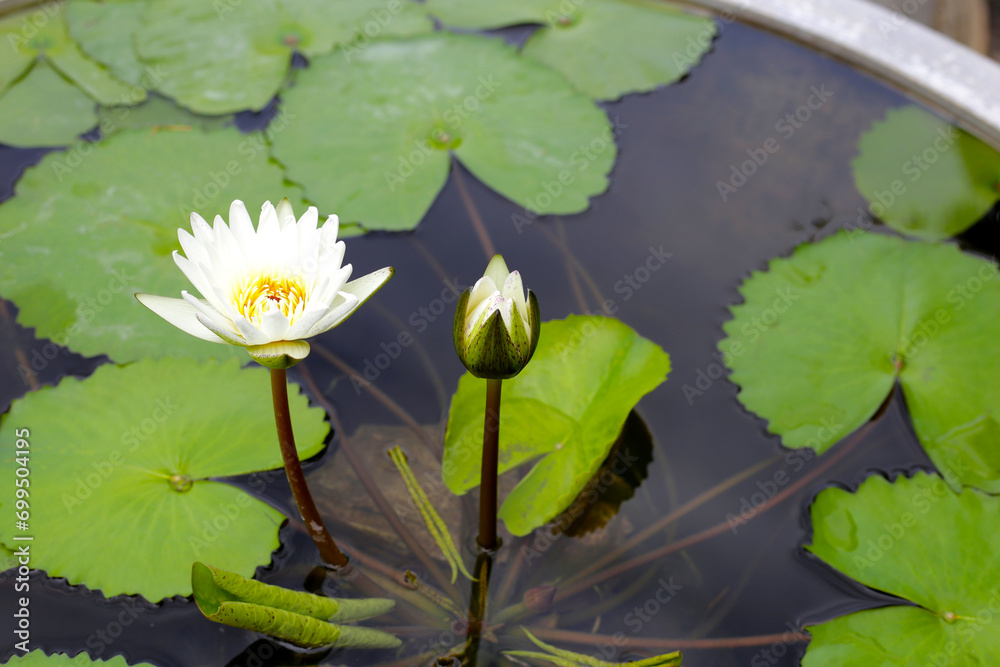 Beautiful waterlily or lotus flower with green leaves
