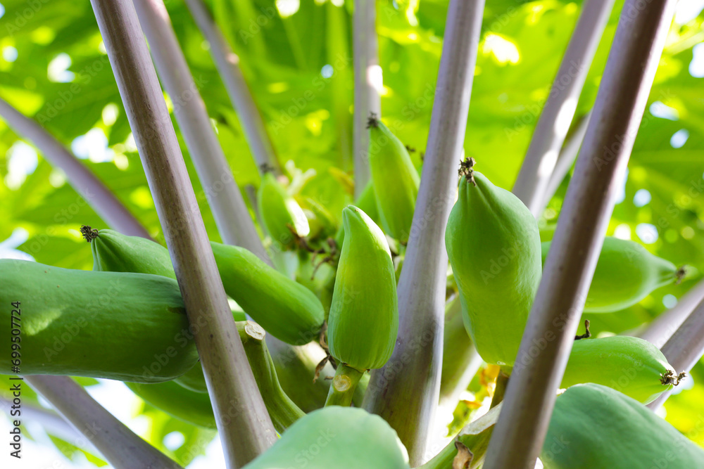 Obraz premium Papaya fruit on the tree in garden.