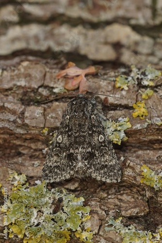 Vertical closeup of the Poplar Grey owlet moth, Subacronicta megacephala sitting on wood in the garden photo