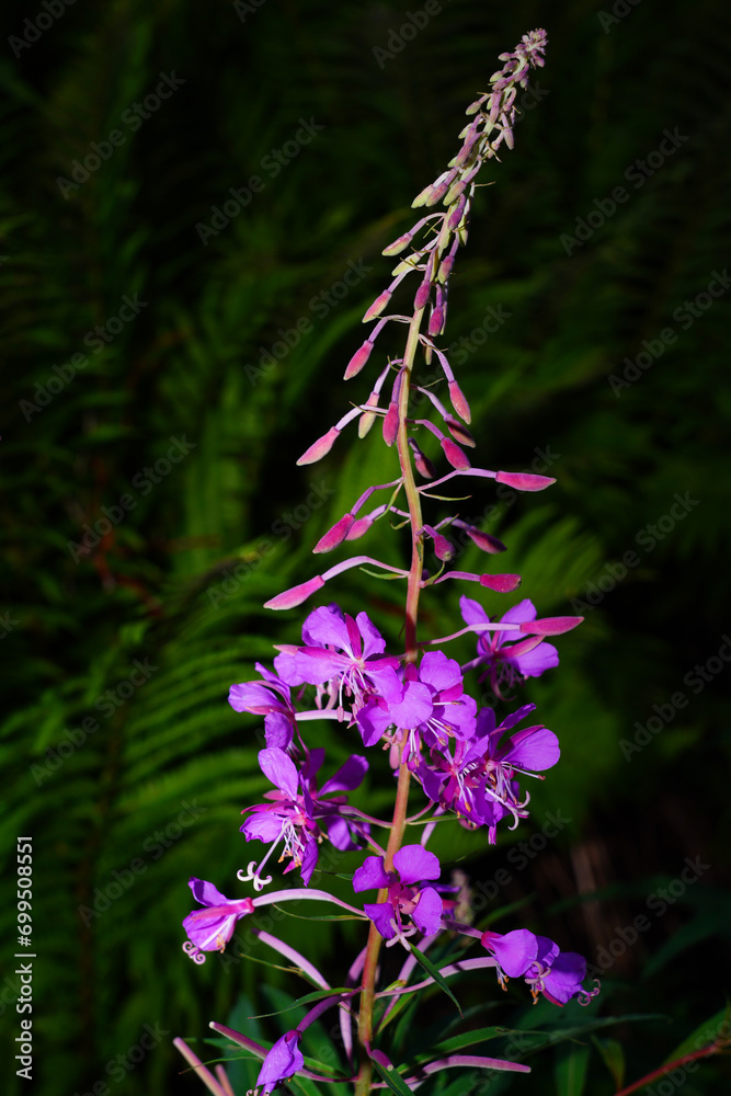 Obraz premium Pink fireweed flowers (Chamerion angustifolium)