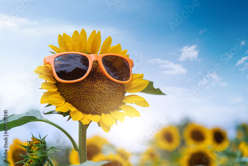 Sunflower wearing sunglass under blue sky photo