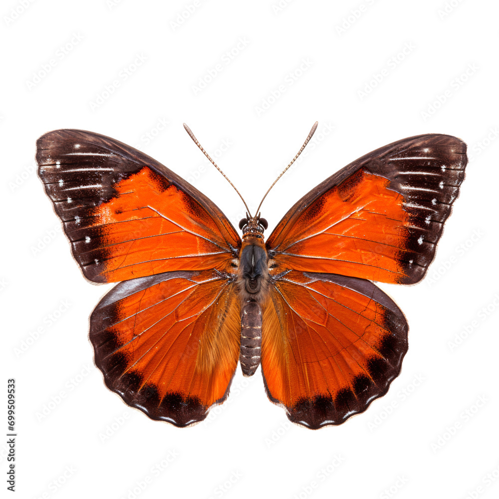 Obraz premium Piękny latający czerwony motyl na białym tle