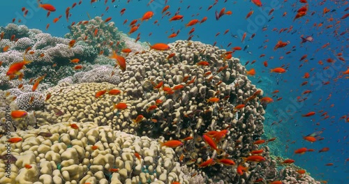 a closeup shot of the diverse subaquatic environment  photo