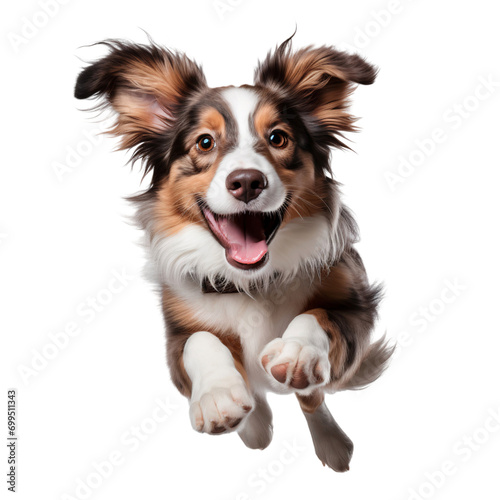Border collie puppy running isolated on white background © The Stock Guy