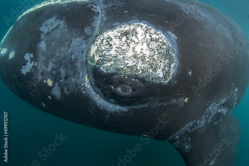 Canvas-taulu Southern right whale near the surface in Argentina