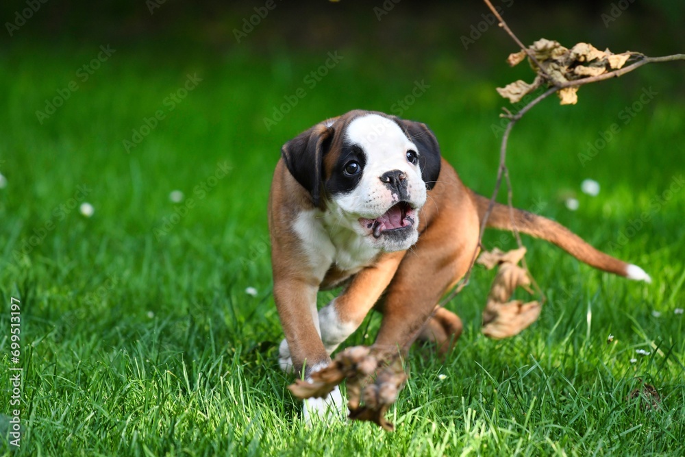 German boxer puppy playing with a branch. Eight week old puppy.